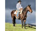 MRQH SPECIAL SIXBUGS â 2014 AQHA Bay Gelding x Im Worth The Effort x Chicks