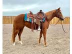 REBA â 2020 GRADE Quarter Horse Sorrel Mare! Go to www.Billingslivestock