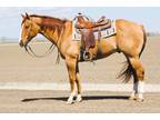 ROCKYS FRENCH ROAD â 2016 AQHA Red Dun Gelding x Sun Socks Rocket x PC Sun