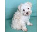 Schnauzer (Miniature) Puppy for sale in Claypool, IN, USA