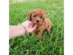 Poodle (Toy) Puppy for sale in Monroe, NC, USA