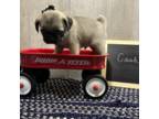 Pug Puppy for sale in West Union, OH, USA
