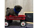 Pug Puppy for sale in West Union, OH, USA