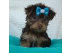 Yorkshire Terrier Puppy for sale in Mckinney, TX, USA