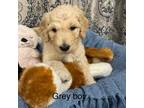 Goldendoodle Puppy for sale in Alexandria, LA, USA