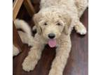 Fern F1B STD Golden Doodle