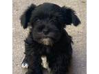Schnauzer (Miniature) Puppy for sale in Elkhorn, NE, USA