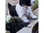 Yorkshire Terrier Puppy for sale in Elkhorn, NE, USA
