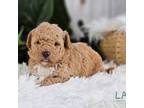Maltipoo Puppy for sale in Berlin, OH, USA