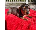 Dachshund Puppy for sale in Evensville, TN, USA