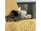 Dachshund Puppy for sale in Nevada, MO, USA