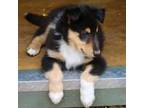 Bearded Collie Puppy for sale in Voluntown, CT, USA