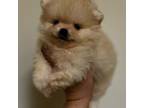 Pomeranian Puppy for sale in Albany, NY, USA