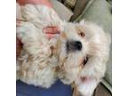 Maltese Puppy for sale in Spencer, IN, USA