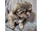 Maltese Puppy for sale in Spencer, IN, USA