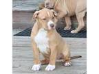 Mutt Puppy for sale in Menominee, MI, USA