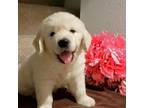 Golden Retriever Puppy for sale in Huntington, TX, USA