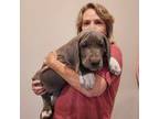Great Dane Puppy for sale in Jacksonville, FL, USA