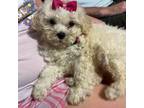 Maltipoo Puppy for sale in Nettleton, MS, USA