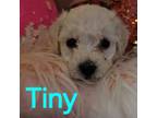 Bichon Frise Puppy for sale in Salt Lake City, UT, USA