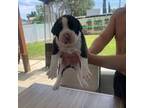 Boxer Puppy for sale in Whittier, CA, USA
