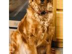 Golden Retriever Puppy for sale in Oneonta, NY, USA