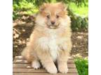 Pomeranian Puppy for sale in Bear, DE, USA