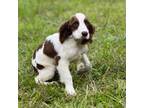 English Springer Spaniel Puppy for sale in Georgetown, SC, USA