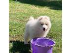 Samoyed Puppy for sale in Plummer, ID, USA