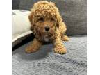 Poodle (Toy) Puppy for sale in San Diego, CA, USA