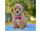 Kate toy goldendoodle