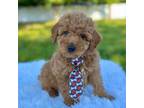 Mutt Puppy for sale in Frostproof, FL, USA