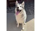 Thor Alaskan Malamute Adult Male