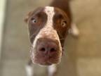 Reeses Puff German Shorthaired Pointer Adult Male