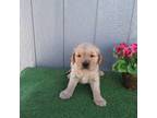 Golden Retriever Puppy for sale in Apple Creek, OH, USA