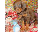 Doberman Pinscher Puppy for sale in London, KY, USA