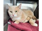 Biscuits Domestic Shorthair Young Male