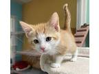 Hamster Domestic Shorthair Kitten Male