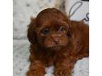 Shih-Poo Puppy for sale in Ladysmith, WI, USA