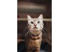 73034A Tuna - Pounce Cat Cafe Domestic Shorthair Adult Male