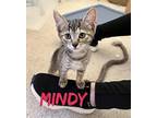 Mindy Domestic Shorthair Kitten Female