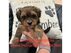 Havanese Puppy for sale in Murfreesboro, TN, USA