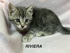 Riviera Domestic Shorthair Kitten Female