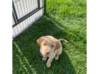 Labrador Retriever Puppy for sale in Norwich, NY, USA