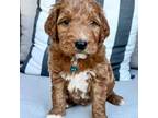 Goldendoodle Puppy for sale in Trinity, NC, USA