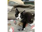Tinker Bell Domestic Shorthair Kitten Female