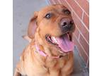 Chica Golden Retriever Adult Female