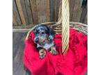 Dachshund Puppy for sale in Rogersville, TN, USA