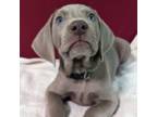 Weimaraner Puppy for sale in West Fulton, NY, USA