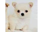 Chihuahua Puppy for sale in Santa Rosa Beach, FL, USA